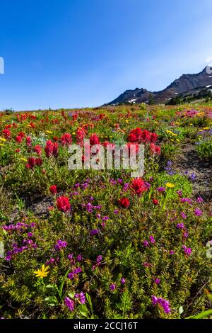 Pennello scarlatto, Castilleja miniata, e altri fiori selvatici in un prato subalpino lungo il Pacific Crest Trail con parte di Ives Peak Distant, Goat Foto Stock