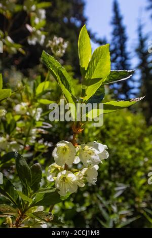 White Rhododendron, Rhododendron albiflorum, fiorendo lungo il Pacific Crest Trail vicino al bacino del Cispus nella natura selvaggia Goat Rocks, Gifford Pinchot Na Foto Stock