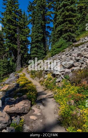 Pacific Crest Trail tra Cispus Basin e Snowgrass Trail nella Goat Rocks Wilderness, Gifford Pinchot National Forest, Washington state, USA Foto Stock