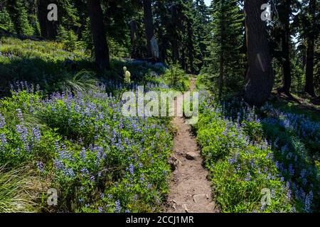 Pacific Crest Trail si snoda attraverso un prato lupino tra il bacino del Cispus e il sentiero Snowgrass Trail nel Goat Rocks Wilderness, Gifford Pinchot Natia Foto Stock