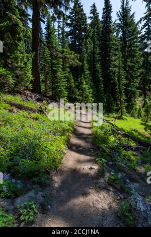 Pacific Crest Trail tra Cispus Basin e Snowgrass Trail nella Goat Rocks Wilderness, Gifford Pinchot National Forest, Washington state, USA Foto Stock