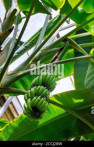 Mazzo verde di banane di plantain su gambo di albero. Frutta esotica tropicale. Foto Stock