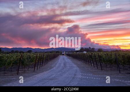 Tramonto in un vigneto nella campagna di Windsor, California. Il fumo sorge da una montagna a causa del fuoco di Walbridge. Foto Stock