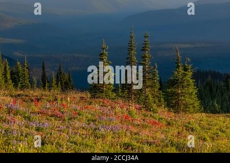 Prato di fiori selvatici supalpini lungo il Pacific Crest Trail, con nebbie creste dietro, nel Goat Rocks Wilderness, Gifford Pinchot National Forest, Wa Foto Stock