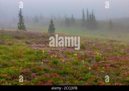 Prato di fiori selvatici subalpino lungo il percorso Snowgrass Trail in Goat Rocks Wilderness, Gifford Pinchot National Forest, Washington state, USA Foto Stock