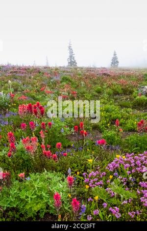 Prato di fiori selvatici subalpino lungo il percorso Snowgrass Trail in Goat Rocks Wilderness, Gifford Pinchot National Forest, Washington state, USA Foto Stock