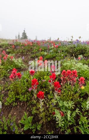 Scarlet Paintbrush, Castilleja miniata, in un prato subalpino lungo il Pacific Crest Trail nella natura selvaggia Goat Rocks, Gifford Pinchot National for Foto Stock