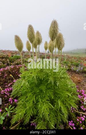 Towhead Baby, Anemone occidentalis, nota anche come Western Pasqueflower, il seme si dirige dopo una tempesta in un prato di fiori selvatici lungo il Snowgrass Trail in the Go Foto Stock