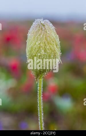 Towhead Baby, Anemone occidentalis, alias Western Pasqueflower, testa di semi dopo una tempesta in un prato di fiori selvatici lungo il percorso Snowgrass nel Goa Foto Stock