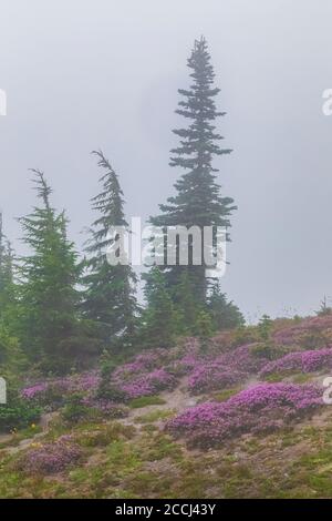 Pink Bell Heather, Phyllodoce empetriformis, in un prato subalpino lungo il Pacific Crest Trail nella Goat Rocks Wilderness, Gifford Pinchot Natia Foto Stock