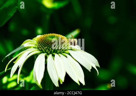 Primo piano di fiori di echinacea (Coneflower, famiglia Daisy) con un ape di miele che lo impollinano. Foto Stock