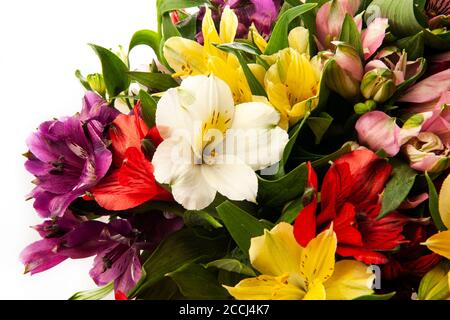 Alstroemeria, comunemente chiamato giglio peruviano o giglio degli Inca. Primo piano di bouquet colorato fotografato in studio Foto Stock