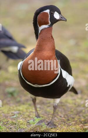 Oca rossa (Branta ruficollis). Notevole motivo a piombo in colori limitati di rosso, nero, bianco, che rompe la forma del corpo in alcune condizioni di luce. Foto Stock