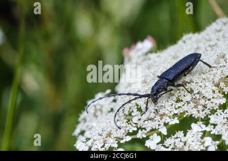 Scarabeo di longhorn nero, scarabeo di Capricorno, primo piano su un fiore di carota selvatico Foto Stock