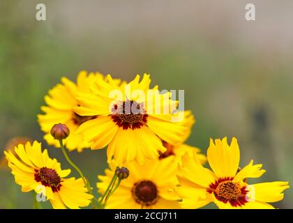 Primo piano di Coreopsis tinctoria (Plains coreopsis, Calliopsis) una specie di fiore della famiglia Asteraceae. Le teste di fiore sono giallo brillante con ma Foto Stock