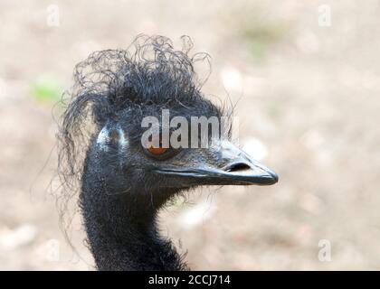 Primo piano ritratto del profilo di un emu scuro con piume soffici e disordine sulla sua testa. Campo marrone fuori fuoco sullo sfondo. Foto Stock