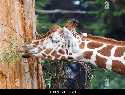 Primo piano profilo ritratto di una giraffa mangiare foglie da un albero. Foto Stock