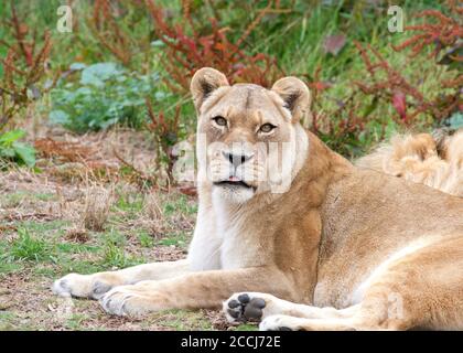 Leone femminile che si stesa di fronte al leone maschile addormentato guardando lo spettatore con la lingua che sporge leggermente. Erbacce colorate che crescono in background su un over Foto Stock