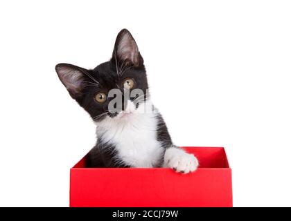 Kitten nero e bianco di tuxedo seduto in una scatola rossa guardando curiosamente lo spettatore, una zampa sul lato della scatola. Isolato su bianco Foto Stock
