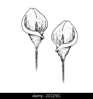 il motivo del fiore. Calla Lily clipart o illustrazione. Schizzo Illustrazione Vettoriale