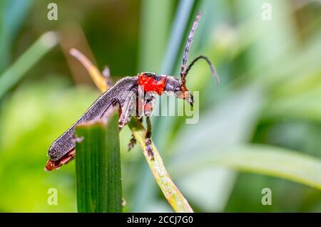 piccolo soldato morbido scarabeo su erba verde in stagione fresca natura Foto Stock