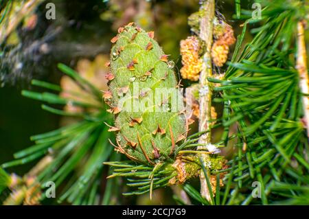 coni di larice verde nella fresca foresta estiva Foto Stock