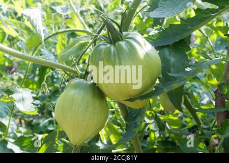 Pomodori non maturi che crescono sulla vite, specie Beefsteak o Ox-cuore pomodoro dal giardino di casa in Dalmazia, Croazia Foto Stock