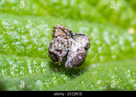 dolcezza mentre si accoppia su foglia verde di ortica nella bella natura Foto Stock