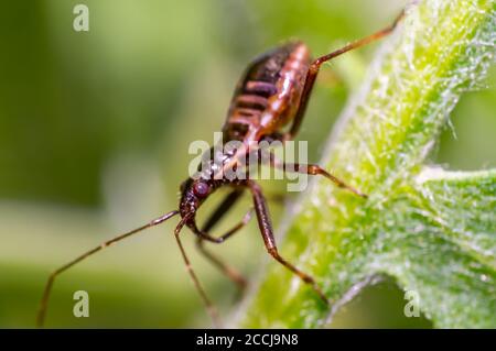 piccola larva di un bug su foglia verde ortica dentro natura foresta Foto Stock