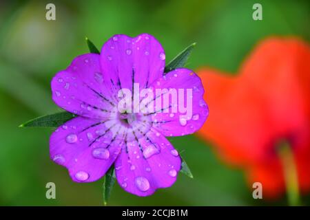 Cornovaglia in fiori selvatici Foto Stock