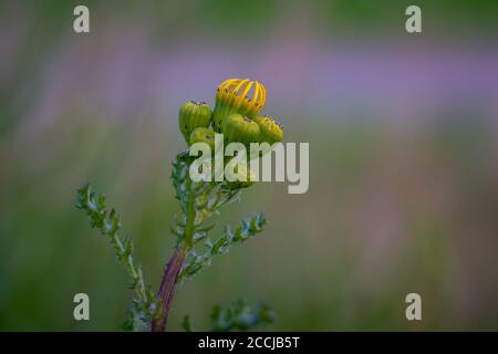 Nuovi fiori di cardo in primavera Foto Stock