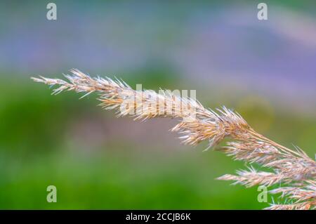 canna vecchia dall'anno scorso Foto Stock