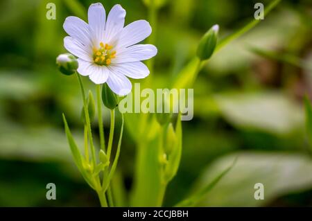 piccolo fiore bianco in fiore da softplant in primavera Foto Stock