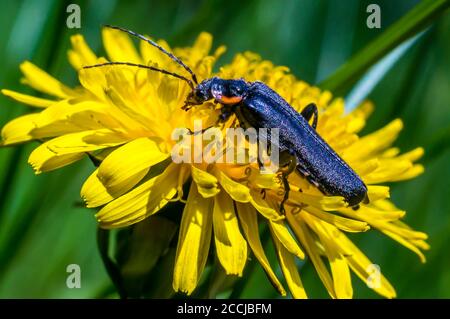 macro soldato insetto fetle raccoglie foraggio su un dente di leone in l'estate Foto Stock