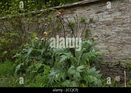 Teste di fiore su una pianta di carciofo del globo (Cynara cardunculus var. Scolymus) che cresce da una parete di pietra su un'assegnazione organica in un giardino di verdure Foto Stock