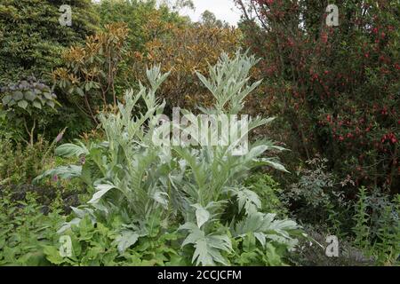 Teste di fiore su una pianta di carciofo del globo (Cynara cardunculus var. Scolymus) che cresce in un letto di fiore su un'assegnazione organica in un giardino di verdure Foto Stock