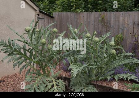 Teste di fiore su una pianta di carciofo del globo (Cynara cardunculus var. Scolymus) che cresce in un letto rialzato su un'assegnazione organica in un giardino di verdure Foto Stock