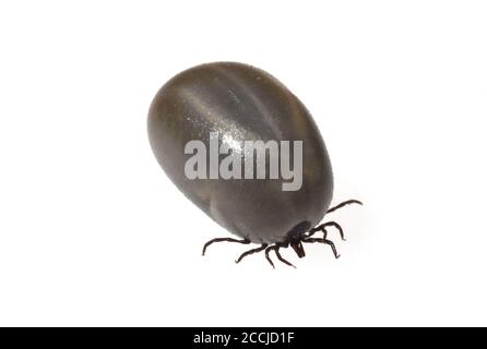 Zecke oder Holzbock, Ixodes ricinus, ist ein blutsaugender Parasit. La zecca o la zecca, Ixodes ricinus, è un parassita che succhia sangue. Foto Stock