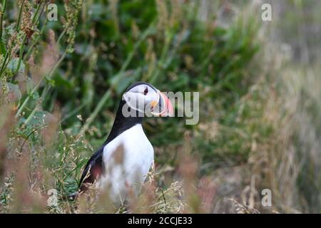 Puffin sulla costa islandese Foto Stock