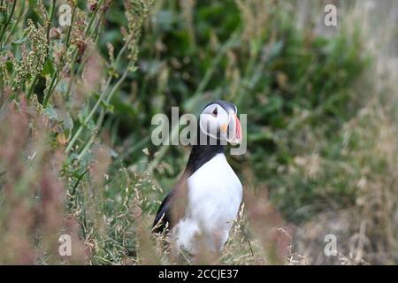 Puffin sulla costa islandese Foto Stock