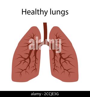 Polmoni di una persona sana. Non ci sono malattie o virus nei polmoni. EPS vettoriale isolato 10. Illustrazione Vettoriale