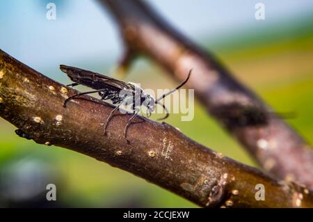 Marzo volare su albero in primavera stagione Foto Stock