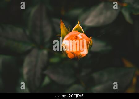 Zafferano colorato Rose a fuoco con foglie verdi dietro e. sfondo nero Foto Stock