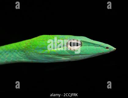 Il serpente orientale della frusta è un serpente arboreo sottile e delicato Foto Stock