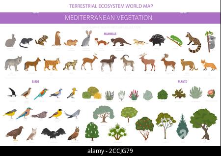 Bioma della vegetazione mediterranea, infografica della regione naturale. Mappa mondiale dell'ecosistema terrestre. Set di design per animali, uccelli e vegetazioni. Illustratore vettore Illustrazione Vettoriale