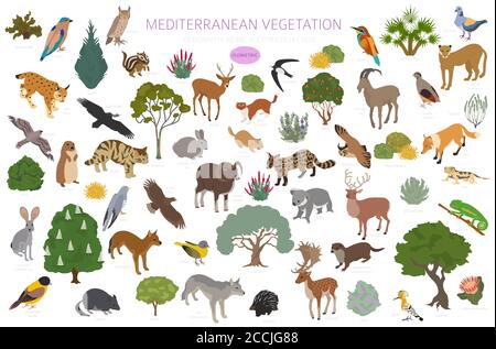 Bioma della vegetazione mediterranea, infografica della regione naturale. Mappa mondiale dell'ecosistema terrestre. Animali, uccelli e vegetazioni Set isometrico. Vect Illustrazione Vettoriale