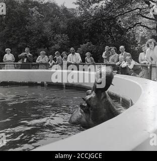 Anni '50, storico, un ippopotamo in uno zoo in acqua che apre la sua ampia bocca ai visitatori di osservazione, mostrando le sue grandi zecche canine, Inghilterra, Regno Unito. Nella natura selvaggia, ippopotami frequenti fiumi, laghi e paludi, con quegli animali in giardini zoologici che vivono in e da piscine d'acqua mand-made o laghi. L'ippopotami è considerato uno degli animali più pericolosi del mondo a causa della sua natura aggressiva e imprevedibile. Foto Stock