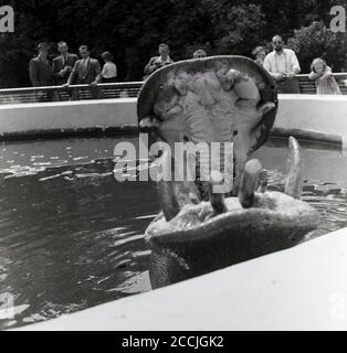 Anni '50, storico, un ippopotamo in uno zoo in acqua che apre la sua ampia bocca ai visitatori di osservazione, mostrando le sue grandi zecche canine, Inghilterra, Regno Unito. Nella natura selvaggia, ippopotami frequenti fiumi, laghi e paludi, con quegli animali in giardini zoologici che vivono in e da piscine d'acqua mand-made o laghi. L'ippopotami è considerato uno degli animali più pericolosi del mondo a causa della sua natura aggressiva e imprevedibile. Foto Stock