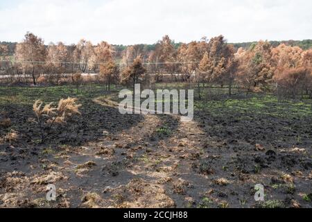 21 agosto 2020. Le conseguenze di un grande incendio o di un fuoco selvatico su Chobham Common a Surrey, Regno Unito, iniziato il 7 agosto 2020. Chobham Common è una riserva naturale nazionale e SSSI. L'incendio è stato un incidente importante e ha distrutto circa 500 ettari di habitat di brughiera delle pianure di molte rare specie di fauna selvatica, tra cui uccelli delle brughiera, rettili e invertebrati, causando l'evacuazione delle case vicine. La causa rimane sconosciuta, ma la brughiera era più secca durante un'onda di calore record. Foto Stock