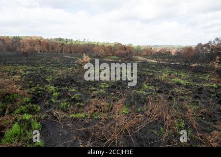 21 agosto 2020. Le conseguenze di un grande incendio o di un fuoco selvatico su Chobham Common a Surrey, Regno Unito, iniziato il 7 agosto 2020. Chobham Common è una riserva naturale nazionale e SSSI. L'incendio è stato un incidente importante e ha distrutto circa 500 ettari di habitat di brughiera delle pianure di molte rare specie di fauna selvatica, tra cui uccelli delle brughiera, rettili e invertebrati, causando l'evacuazione delle case vicine. La causa rimane sconosciuta, ma la brughiera era più secca durante un'onda di calore record. Foto Stock